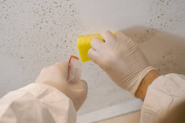 Best Mold Remediation for Healthcare Facilities  in Powell, WY